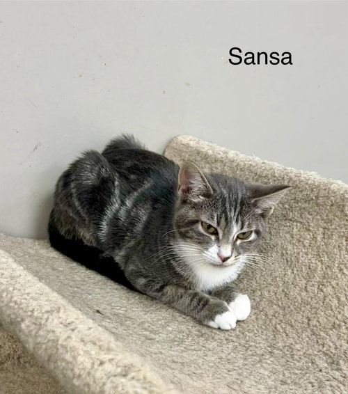 Sansa, an adoptable Tabby in Buford, GA