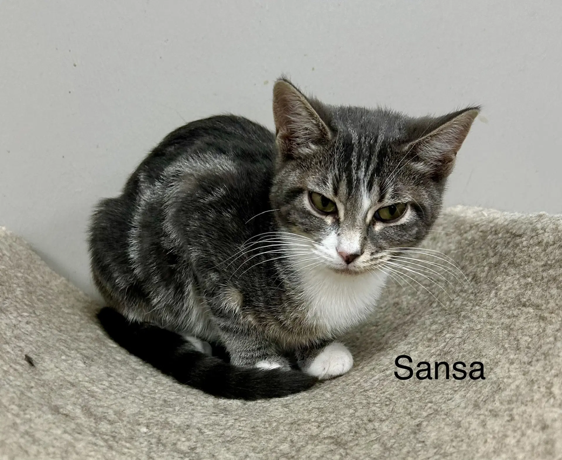 Sansa image 2