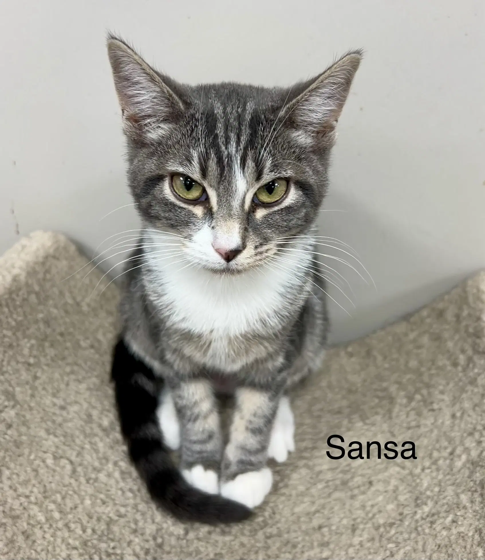 Sansa image 4