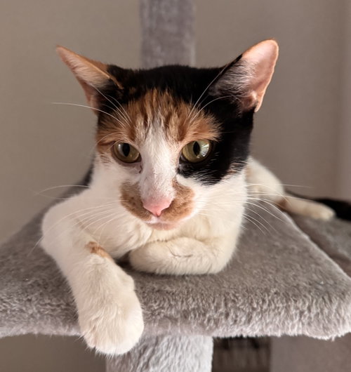 Daisy Howell, an adoptable Calico in Buford, GA