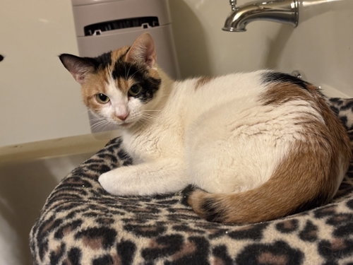 Luna Howell, an adoptable Calico in Buford, GA