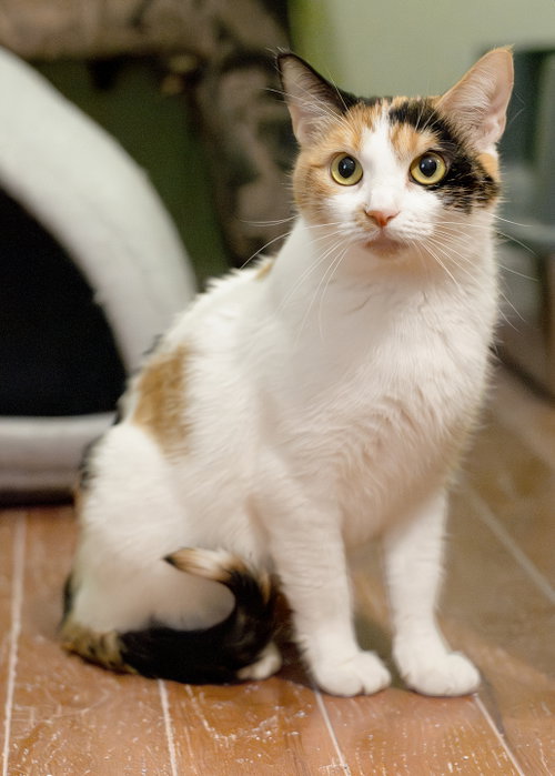 Luna Howell, an adoptable Calico in Buford, GA