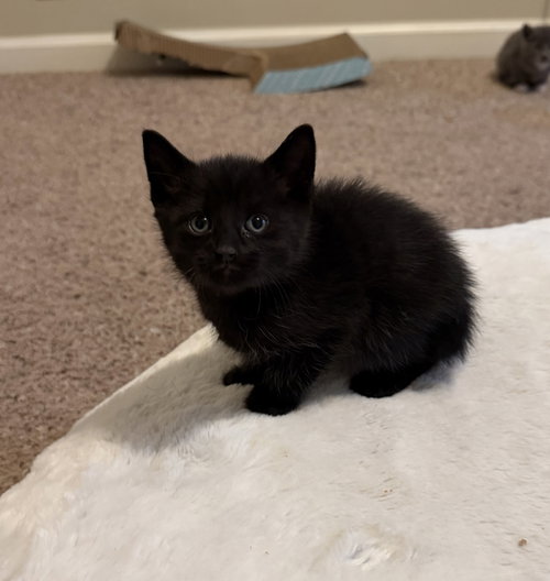 Raindrop, an adoptable Domestic Short Hair in Buford, GA