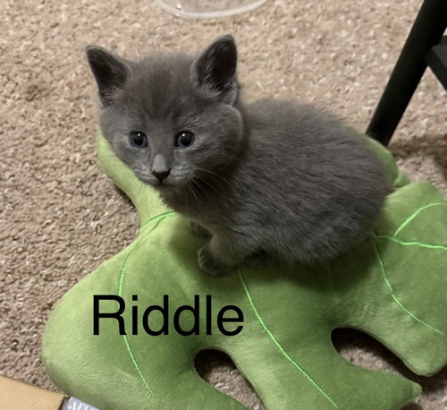 Riddle, an adoptable Russian Blue in Buford, GA