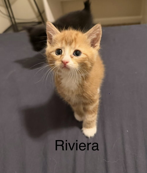 Riviera, an adoptable Tabby in Buford, GA