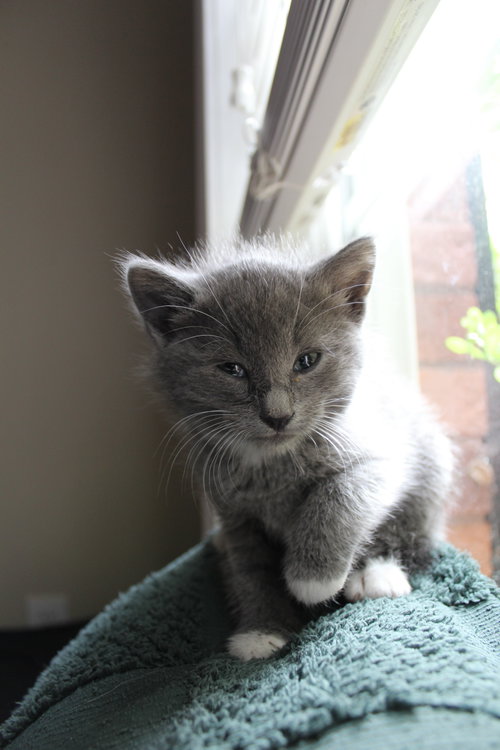 Rumor, an adoptable Russian Blue in Buford, GA