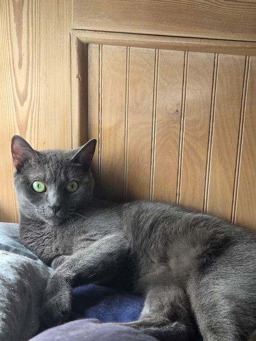 Cocoa Bonbon, an adoptable Russian Blue in Buford, GA