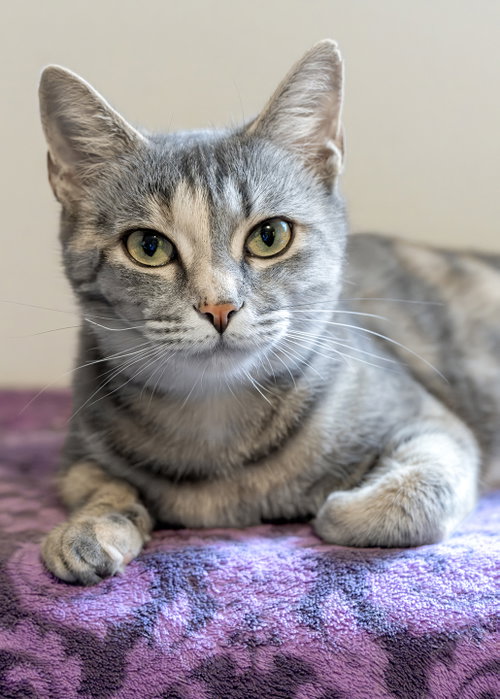 Hera, an adoptable Tortoiseshell in Buford, GA