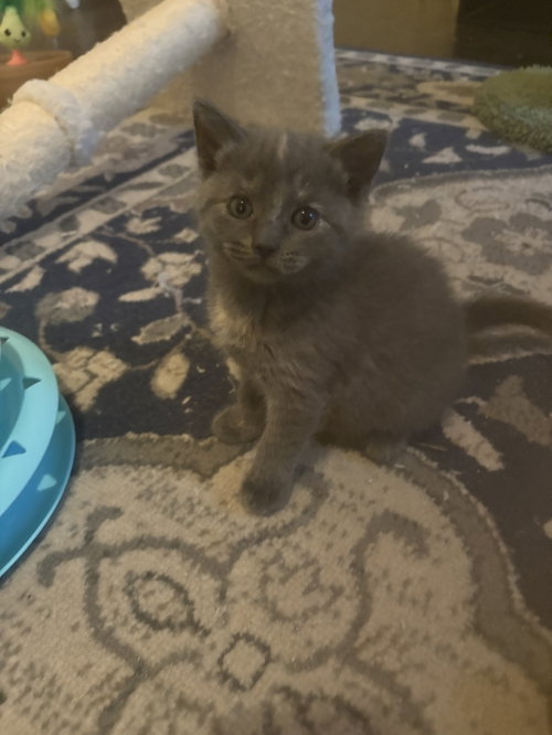 Nancy, an adoptable Tortoiseshell in Buford, GA