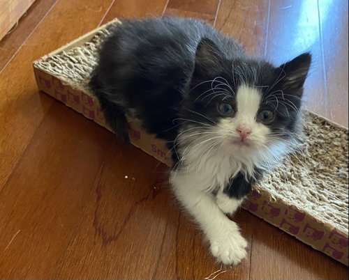 Fancy Free, an adoptable Domestic Medium Hair in Buford, GA