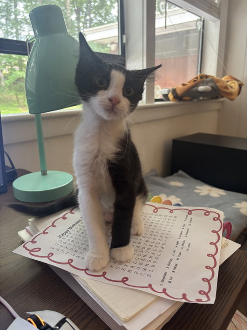 Fancy Free, an adoptable Tuxedo in Buford, GA