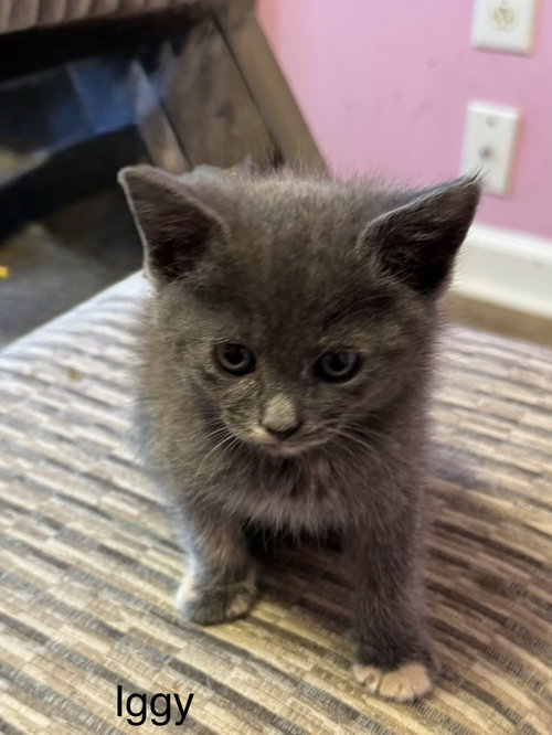 Iggy, an adoptable Russian Blue in Buford, GA