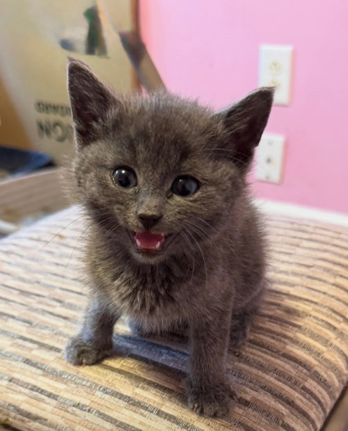 Indy, an adoptable Russian Blue in Buford, GA