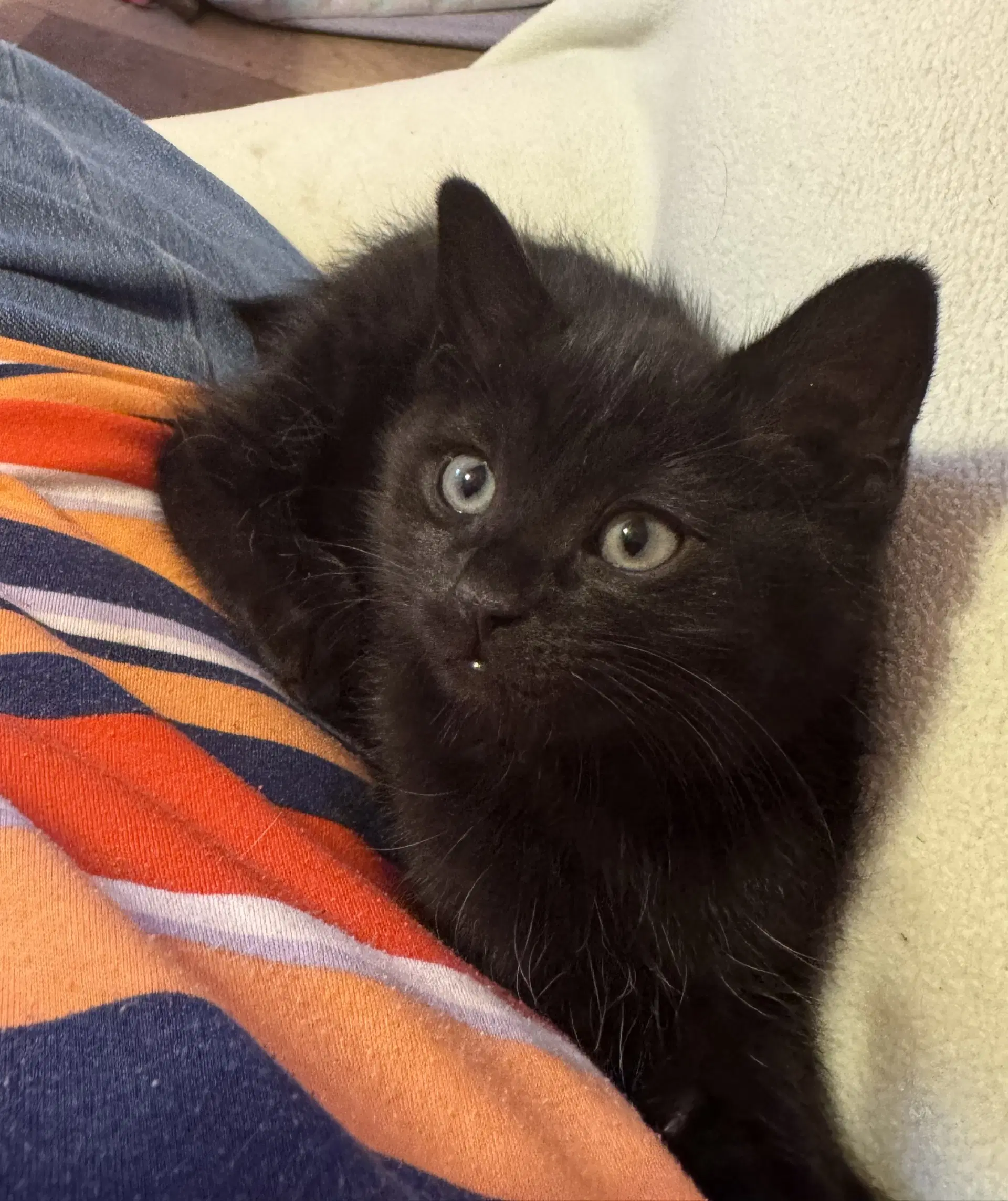 Indigo - Domestic Short Hair