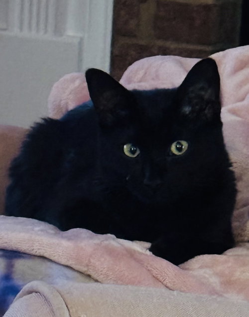 Indigo, a cat for adoption from CatRangers