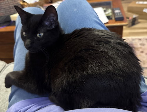 Photo 2 of Indigo