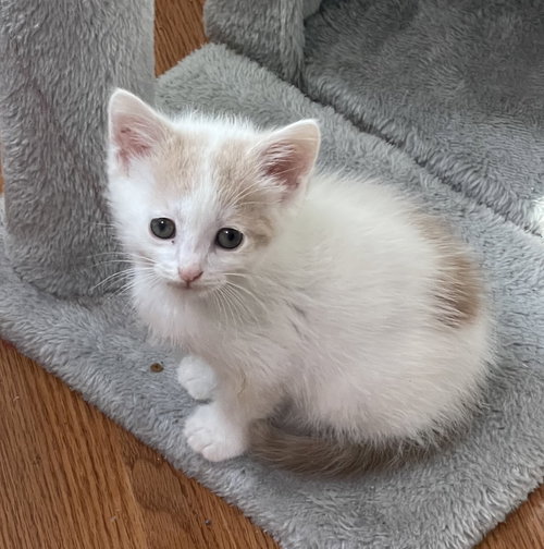 Thomas, an adoptable Domestic Short Hair in Buford, GA