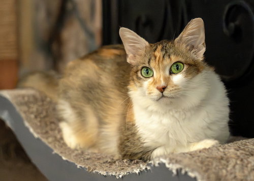 Nouga, an adoptable Maine Coon in Buford, GA