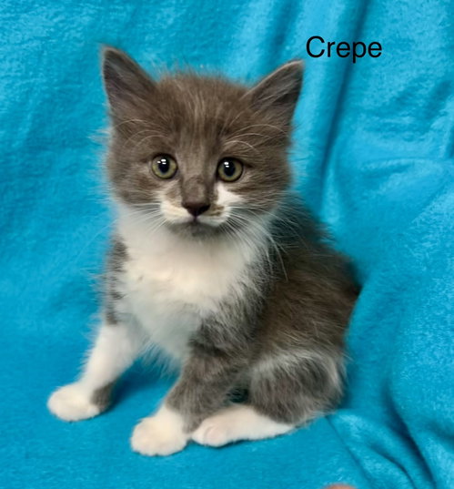 Crepe
