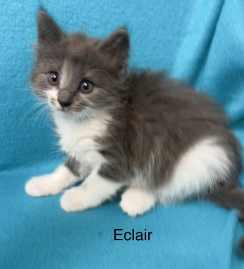 Eclair