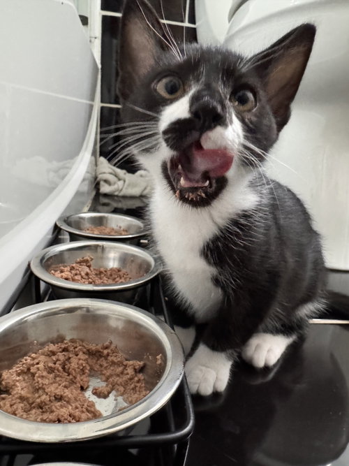 STRUDEL - Domestic Short Hair available for adoption
