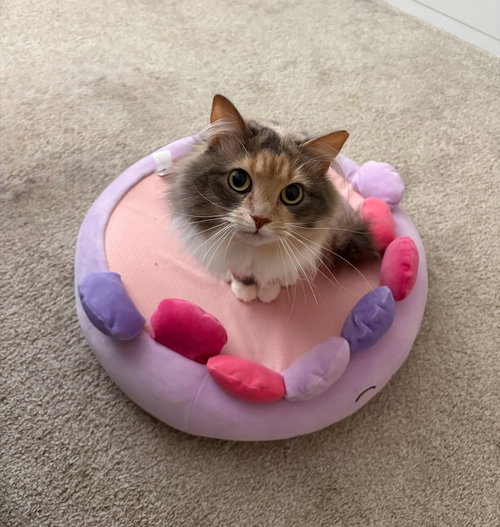 Riley, an adoptable Maine Coon in Buford, GA