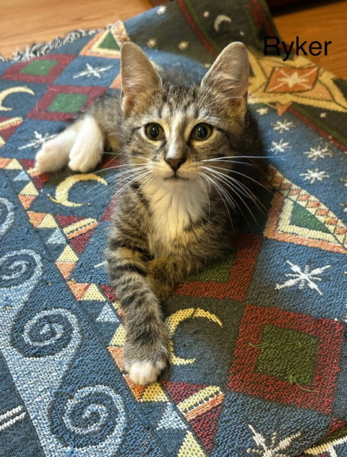 Ryker, Baby Tabby / Domestic Short Hair / Mixed (short coat), cat for adoption in Sandy Springs, Georgia