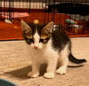 Remy