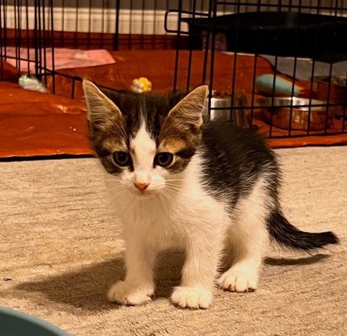 Remy
