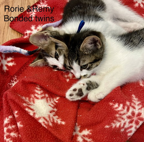 Remy, Baby Domestic Short Hair / Tabby / Mixed (short coat), cat for adoption in Roswell, Georgia