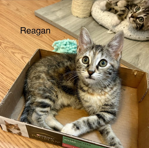 Reagan, Baby Tabby / Calico / Mixed (short coat), cat for adoption in Sandy Springs, Georgia