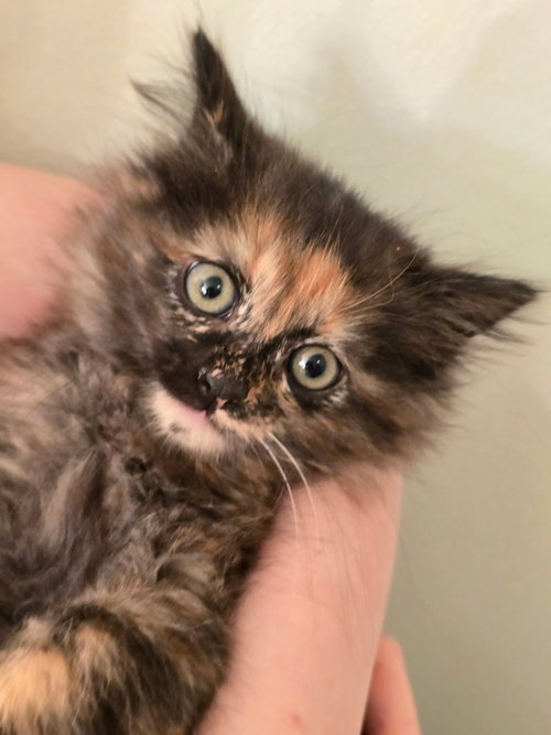 Pookie, an adoptable Maine Coon in Buford, GA