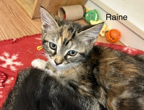 Raine, an adoptable Calico in Buford, GA
