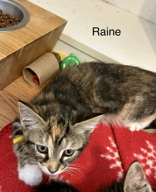 Photo 5 of Raine