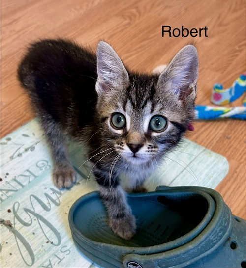 Robert, Baby Tabby / Domestic Short Hair / Mixed (short coat), cat for adoption in Buford, Georgia