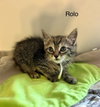 Rolo
