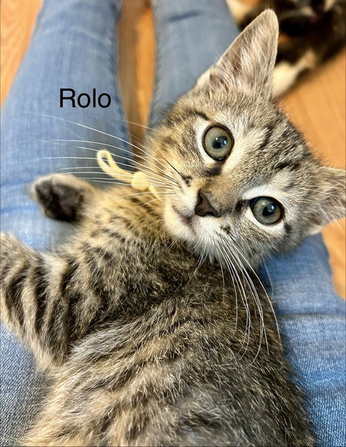 Rolo, Baby Tabby / Domestic Short Hair / Mixed (short coat), cat for adoption in Sandy Springs, Georgia