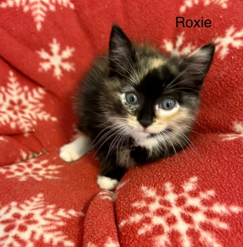 Roxy
