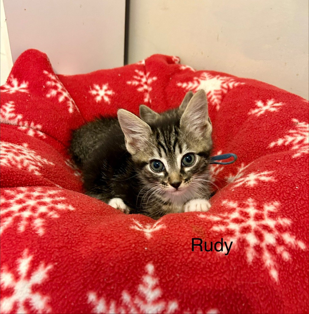 Rudy, photo 7