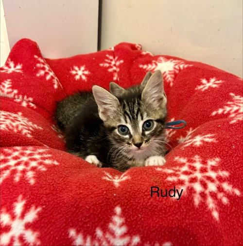 Rudy