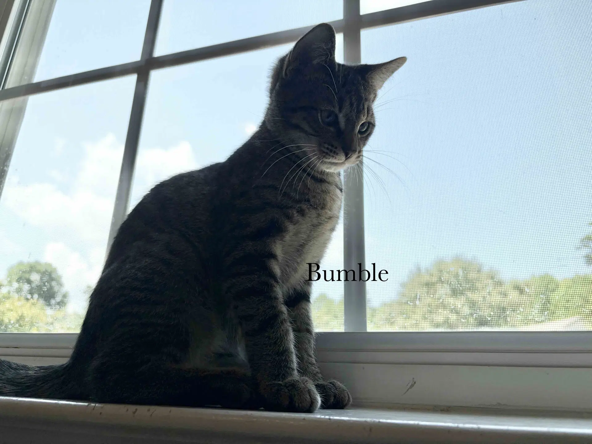 Bumble image 2