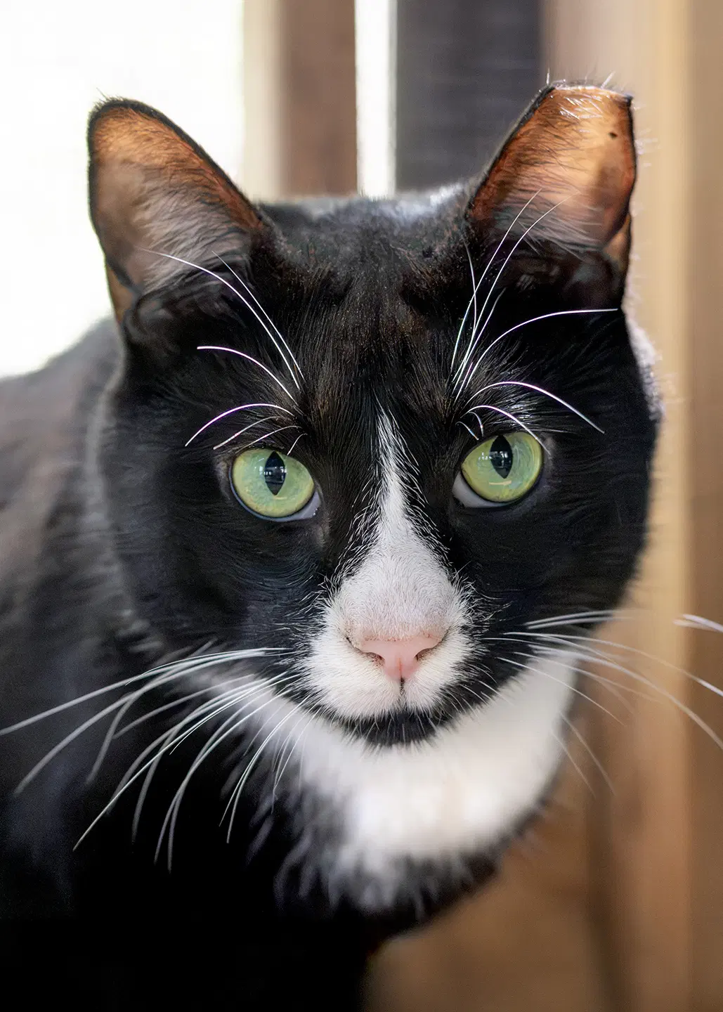 Friskies - Domestic Short Hair