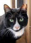 Friskies