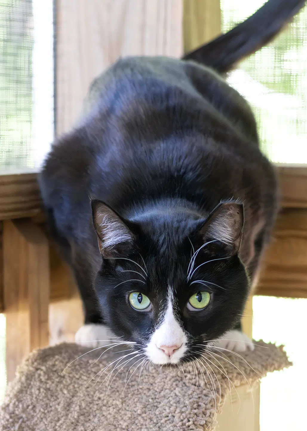 Friskies image 2