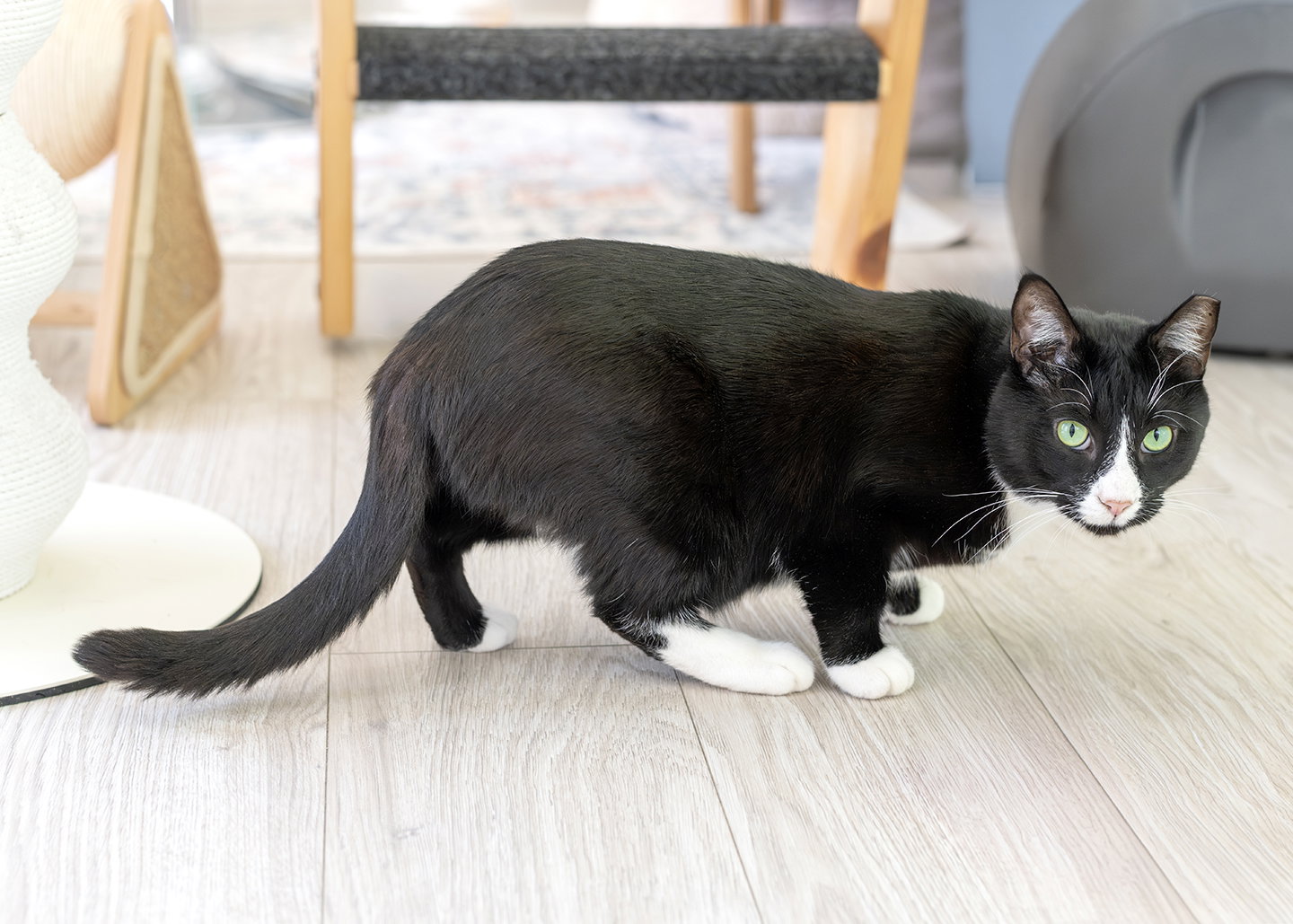 Friskies, photo 3