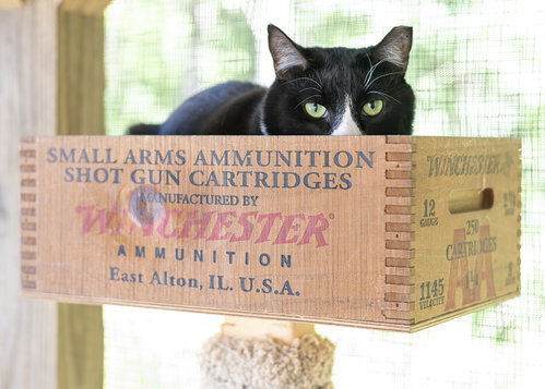 Photo 5 of Friskies