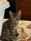 Alfred