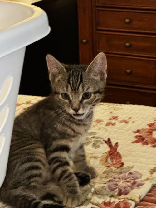 Alfred