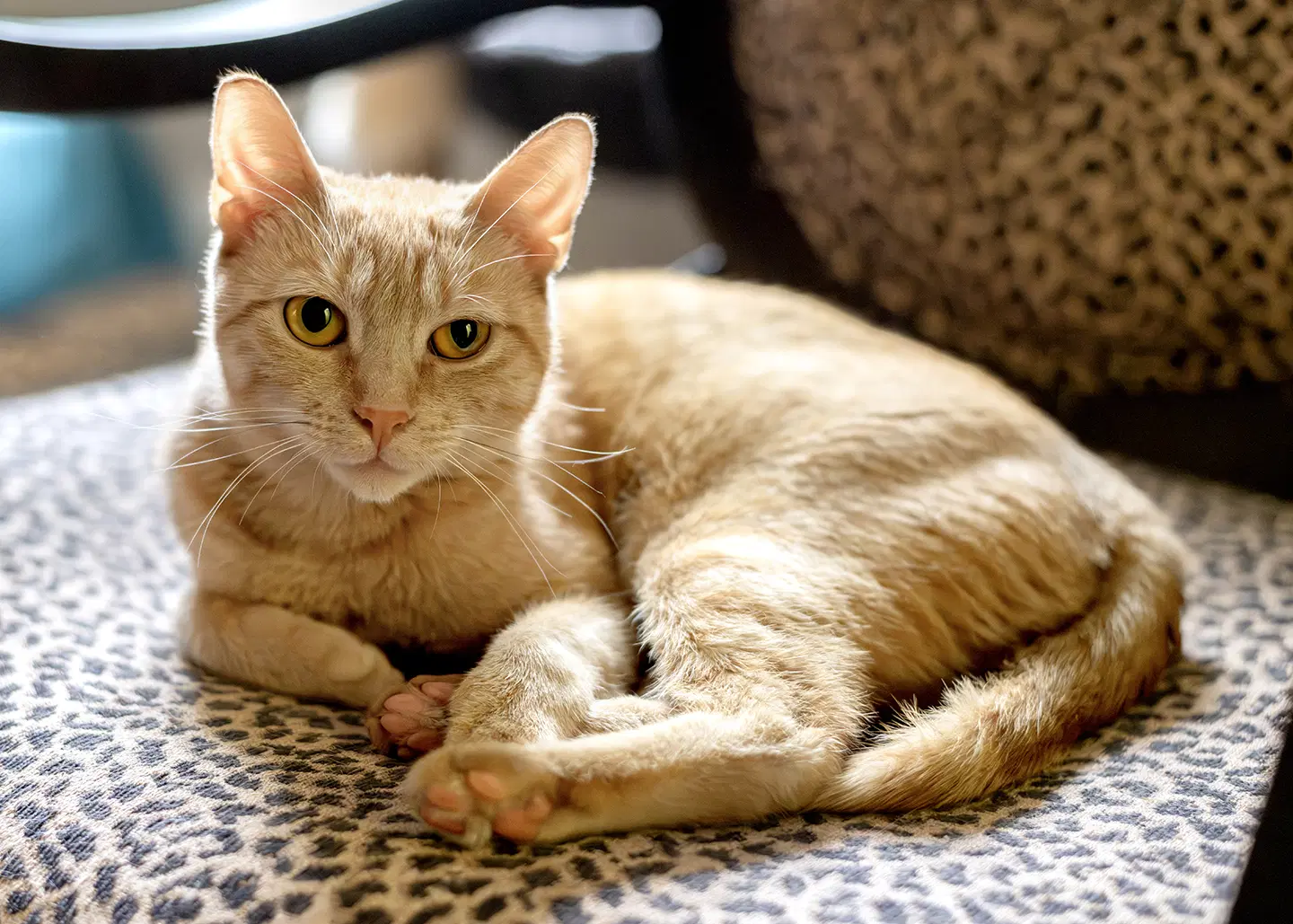 Nilla - Domestic Short Hair