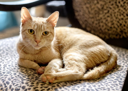 Nilla